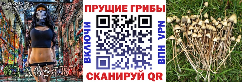 Галлюциногенные грибы мицелий  ОМГ ОМГ как зайти  Каменка 